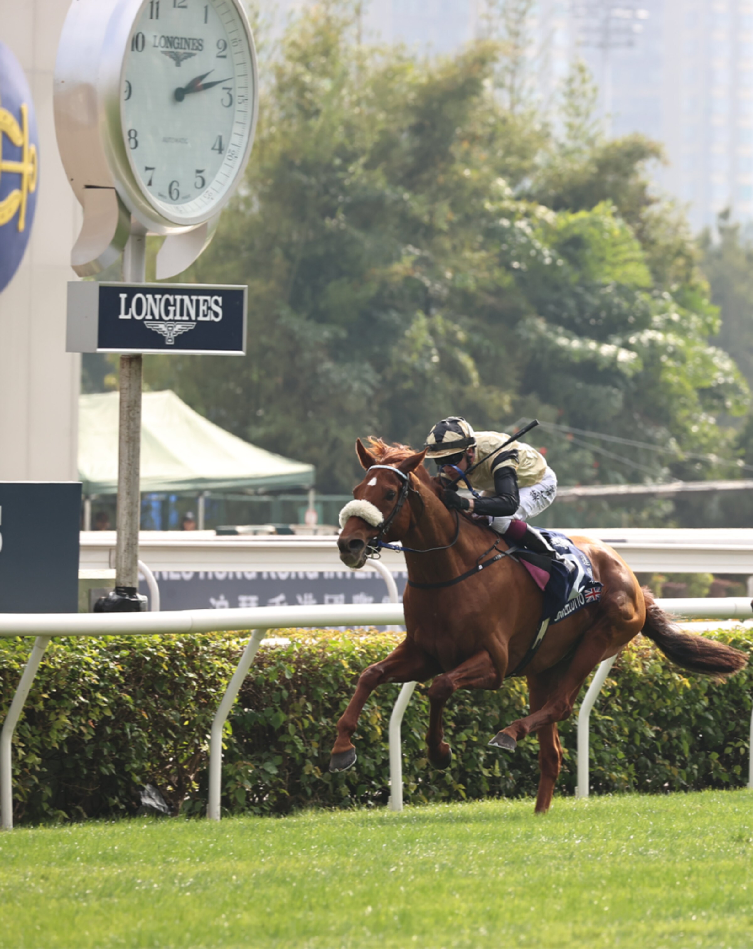 Longines HK hose race portrait_